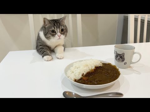 カレー食べてたらうんちと勘違いしてドン引きしてくる猫がこちらですw(YouTube)