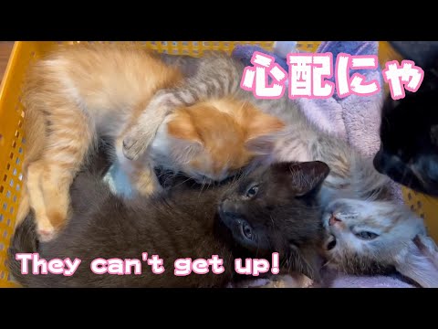 起き上がれない！　They can’t get up(YouTube)