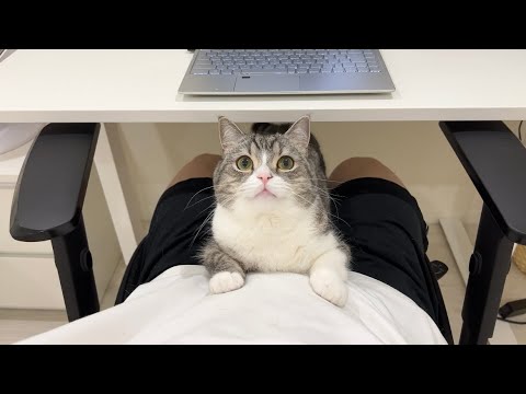 かまってほしくて会議中に机の下からちょっかいかけてくる猫に困ってます…(YouTube)