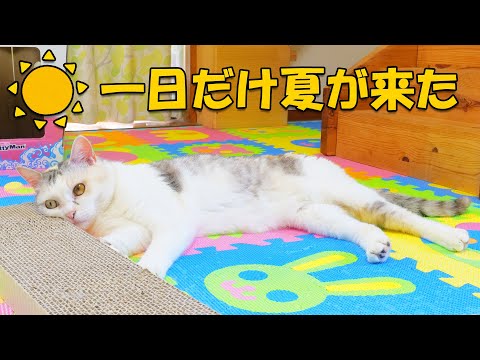 今日は初夏の陽気♪ネコ吉は床にだら～んで、ボス吉は相変わらず落ち着きなしｗ(YouTube)