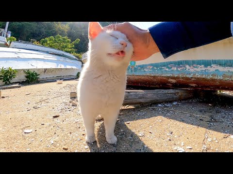 漁港で舟の下にいたピンク猫を撫でるとベロを出してカワイイ(YouTube)