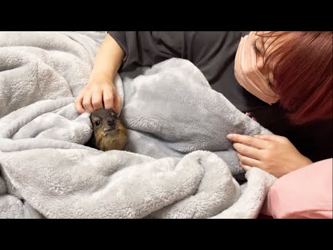 最強の起こし屋と寝ようとするとこうなる(YouTube)