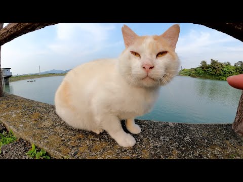 いかつい顔の茶シロ猫が気持ち良さそうに夕日を浴びる(YouTube)