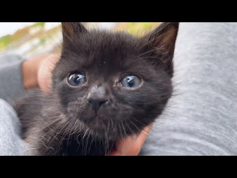 【子猫保護】数時間前に黒子猫と出会いました。(YouTube)