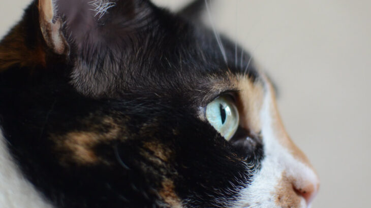 15歳以上の猫が対象！事情により飼えなくなった高齢猫を無償で引き取る取り組みをNPO法人が開始(ブログ)