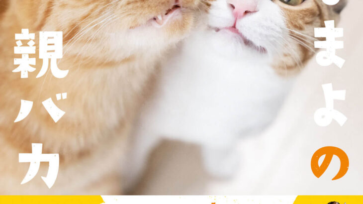 飼い主と猫2匹の笑いが絶えない日々、クスッと笑える癒しのフォトブック『つなまよの親バカ日記』(ブログ)