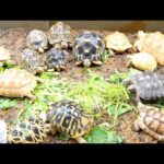 大量のリクガメ放し飼いスペースに野菜を置いてみるとすごいことに…！(YouTube)