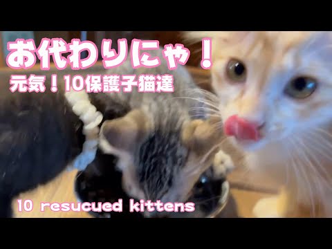 遂にお代わり‼️10匹の保護猫達🙀(YouTube)
