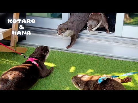 我が家にカワウソのカップルがやってきて波乱の展開に！　What Happens When an Otter Couple Come Over(YouTube)