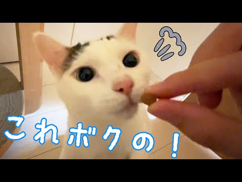 夜食で大迫力の顔を見せてくれるチロさん！(YouTube)
