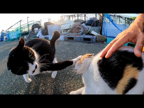 意外と仲が悪いハートマークの三毛猫と髭のハチワレ猫(YouTube)