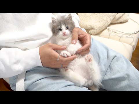 お迎えした子猫がとんでもないことになりました(YouTube)