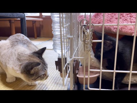 黒仔猫ご対面2日目♥すごく仔猫が気になる末っ子猫♪(YouTube)