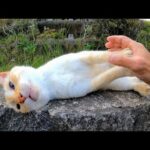 塀の上の猫を撫でる(YouTube)