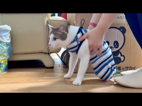 猫を連れて実家に帰らせていただきます(YouTube)