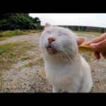 草むらで寝ていた白猫ちゃんがモフられに出てきたので「ねこじゃすり」でナデナデした(YouTube)