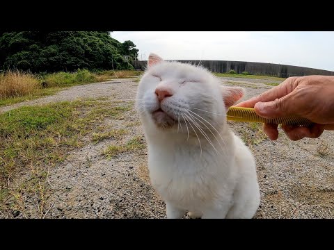草むらで寝ていた白猫ちゃんがモフられに出てきたので「ねこじゃすり」でナデナデした(YouTube)
