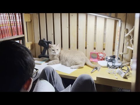 2日ぶりに再会した息子の傍から離れようとしない猫(YouTube)