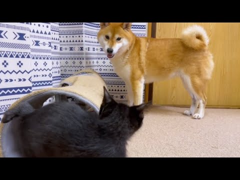 底知れぬ仔猫の元気に疲れ果てる柴犬♥(YouTube)