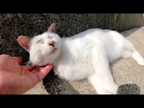 マロみたいな猫をモフっていたら、お友達の猫達も寄って来た(YouTube)