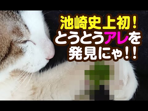 【猫動画】池崎史上初！とうとうアレを発見にゃ！！〜にゃんともパレード〜#177(YouTube)