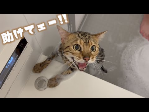 お風呂を怖がらないプロの入れ方意識したけど、やっぱり怖がるロゼ(YouTube)
