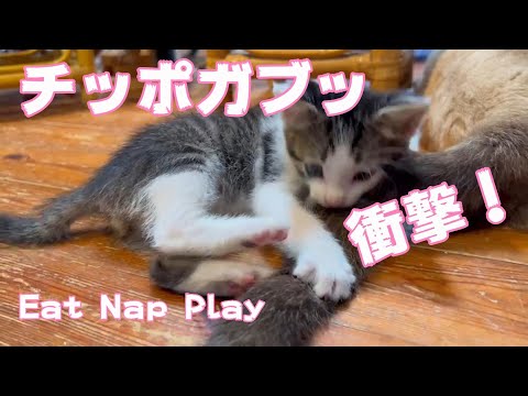 衝撃！尻尾を食べる子猫！　eat nap play(YouTube)