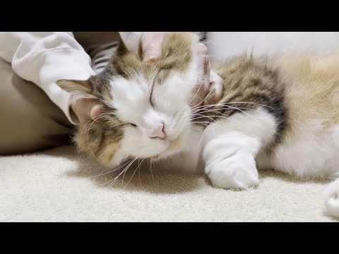 撫でてくれる人の傍でゴロンとする猫(YouTube)