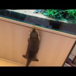 水槽の中が気になり過ぎる、お魚大好きカワウソ Otter loves fish and can’t wait to see what’s inside the tank(YouTube)