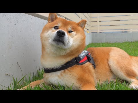 バーベキューで退屈する柴犬がかわいすぎた。(YouTube)