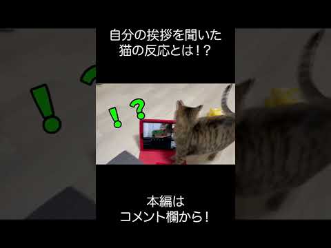 【こ〜ん、こんちわ〜】自分の挨拶を聞いた猫の反応とは！？【喋る猫】 #shorts(YouTube)