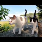 大きくなっても母猫にピタリとくっついてお出掛けするハチワレ猫(YouTube)