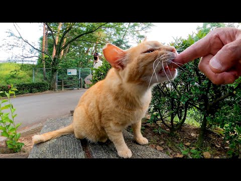 公園のベンチに猫が座っていたので隣に座ってナデナデしてきた(YouTube)