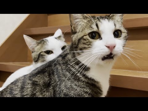次々とパワースポットに集まってくる猫(YouTube)