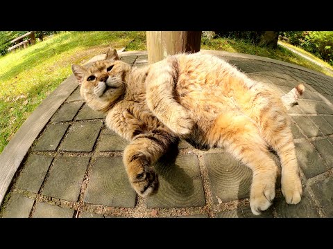 ぽっちゃり体型の老猫が自然豊かな公園で気持ち良さそうにくつろぐ(YouTube)