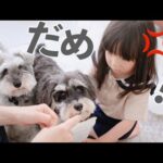 【犬と子供】3歳娘のつみ木を倒してしまい叱られる犬【シュナウザージジトト】(YouTube)