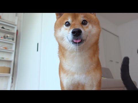 子猫に寝床を奪われた柴犬、その向かった先がかわいい。(YouTube)