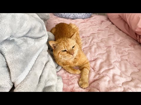 最近愛猫が布団のど真ん中を占領しています(YouTube)