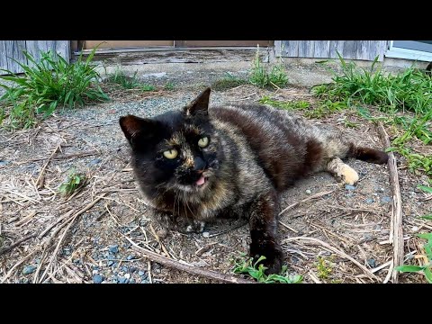 猫島のねこハウス前にいたサビ猫を撫でるとゴロゴロ言ってカワイイ(YouTube)