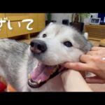 ウザ絡みしてくるママに大人の対応でサラリと流すシベリアンハスキー(YouTube)