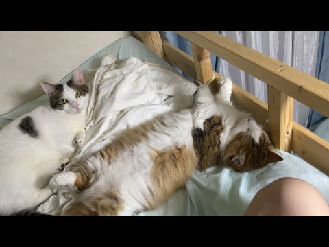 娘のベッドでスペースを有効利用しない猫に困る娘(YouTube)
