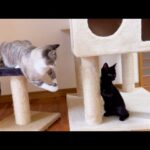 仔猫と末っ子猫１対１のご対面♪末っ子猫の優しさに飼い主ウルウル…(YouTube)