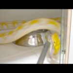 爆食大蛇に大量のラットを食べさせます(YouTube)