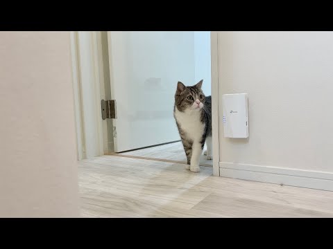 入院中で不在の飼い主を一日中探し回ってる猫がこちらです…(YouTube)