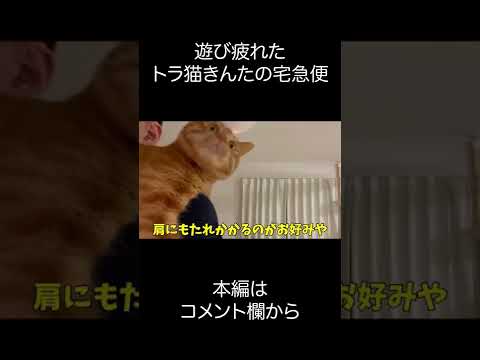 【抱っこ猫】遊び疲れたトラ猫きんたの宅急便 #shorts(YouTube)