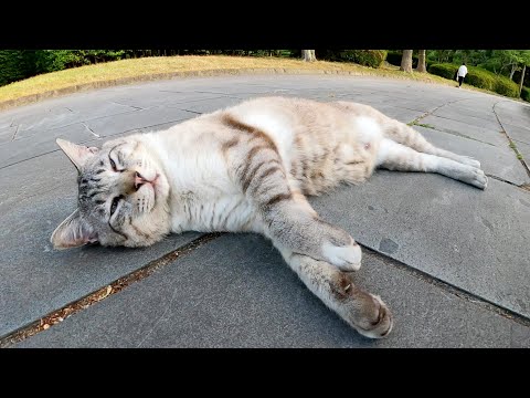 夕方の公園で、デカいシャム猫がお腹を放り出してゴロンと寝転がる(YouTube)