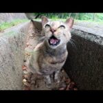 サビ猫が溝の中からダミ声で話しかけてきた(YouTube)