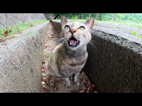 サビ猫が溝の中からダミ声で話しかけてきた(YouTube)