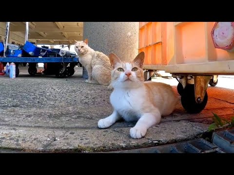漁港でフォークリフトの整備を見守る野良猫達がカワイイ(YouTube)