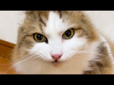 完治した猫が病院から帰ってきたらお父さんの傍から離れないからかわいい(YouTube)